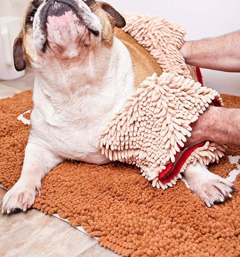 Model drying off dog with microfiber towel