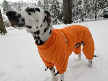 A dog wearing the coat in orange while in snowy weather