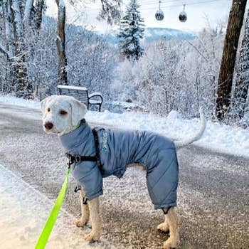 A dog wearing the coat in blue while out on a walk