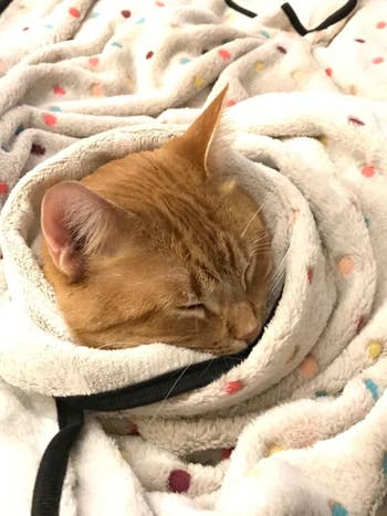 A cat wrapped up in a fleece blanket