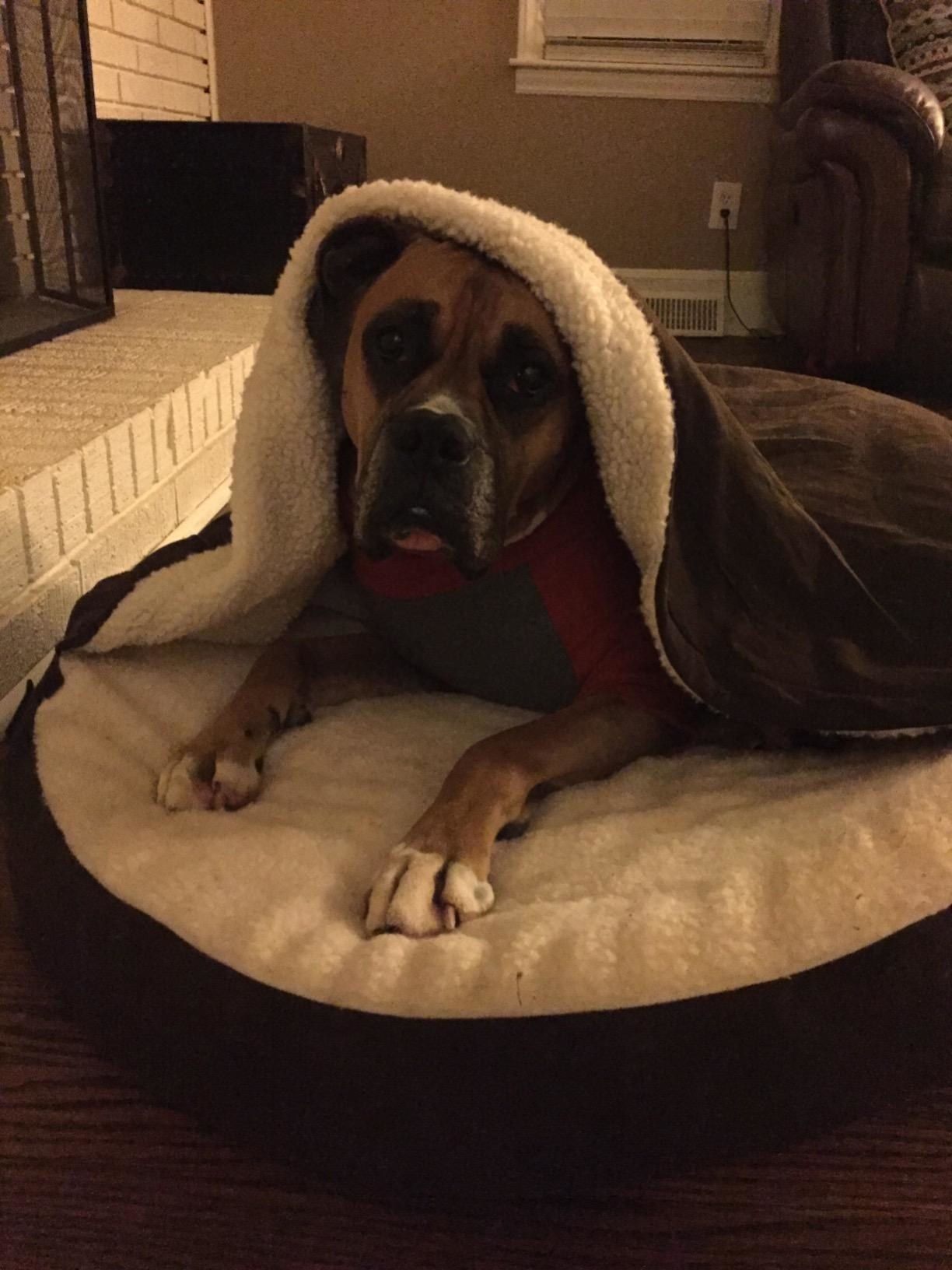 Reviewer photo of dog in burrow bed 