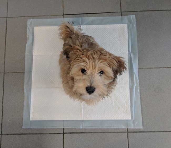 A dog sitting on the pee pad