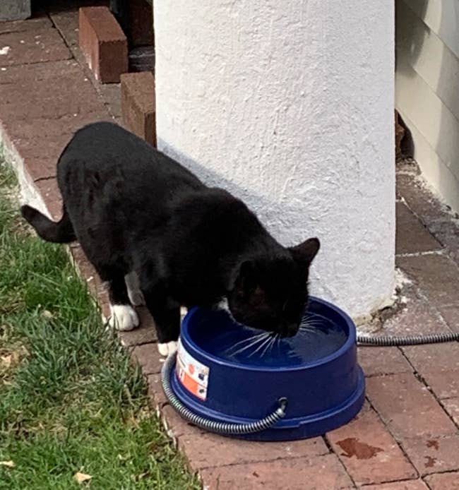 A cat drinking from the heated water bowl