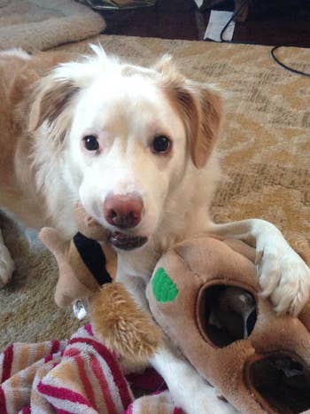 another reviewer photo of dog biting interactive dog toy