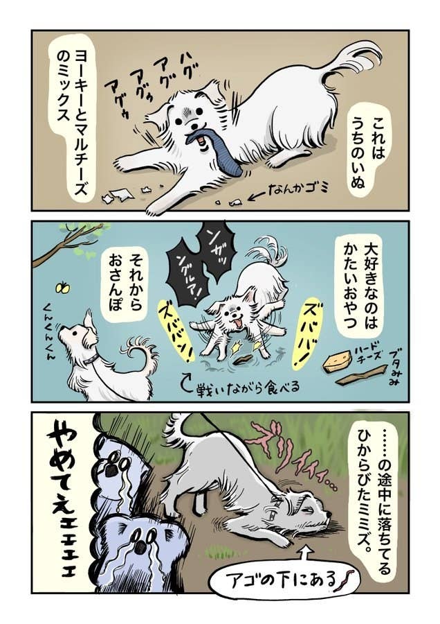 おさんぽ行く と聞かれたワンコの 慎重すぎる対応 がおもしろい