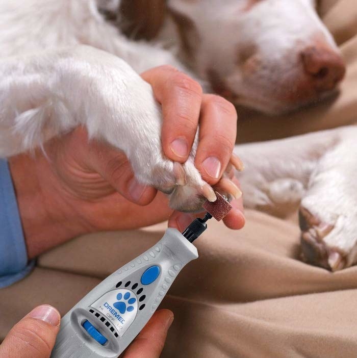 model&#x27;s hands holding a dog&#x27;s paws up to the trimmer to trim its nails