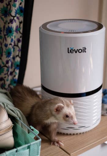 Reviewer image of a ferret next to the levoit air purifier
