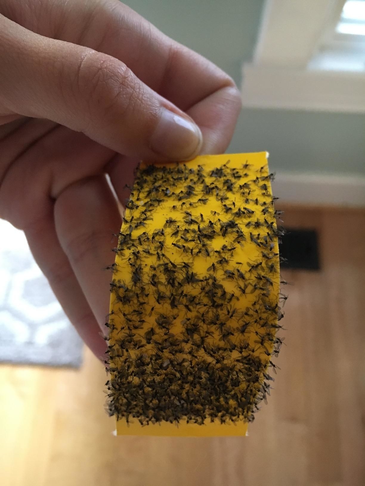 A reviewer holding the yellow sticky sheet filled with stuck-on gnats