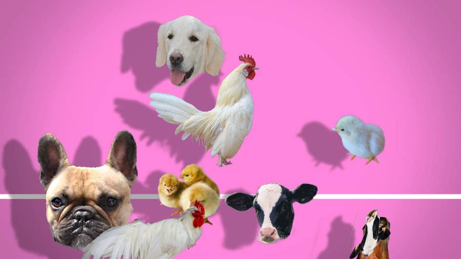 普通はありえない テレ東が 視聴率を無視 して赤ちゃん向け番組に挑戦するワケ