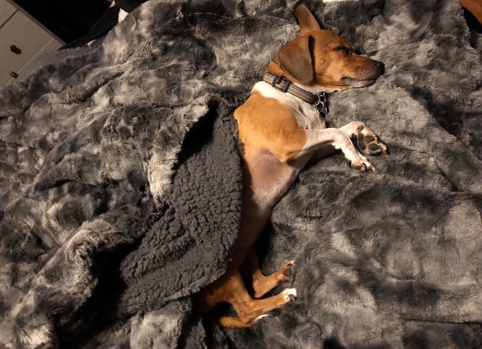 A reviewer&#x27;s dog under the blanket, showing both sides