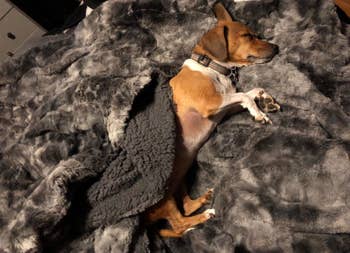 A reviewer's dog under the blanket, showing both sides
