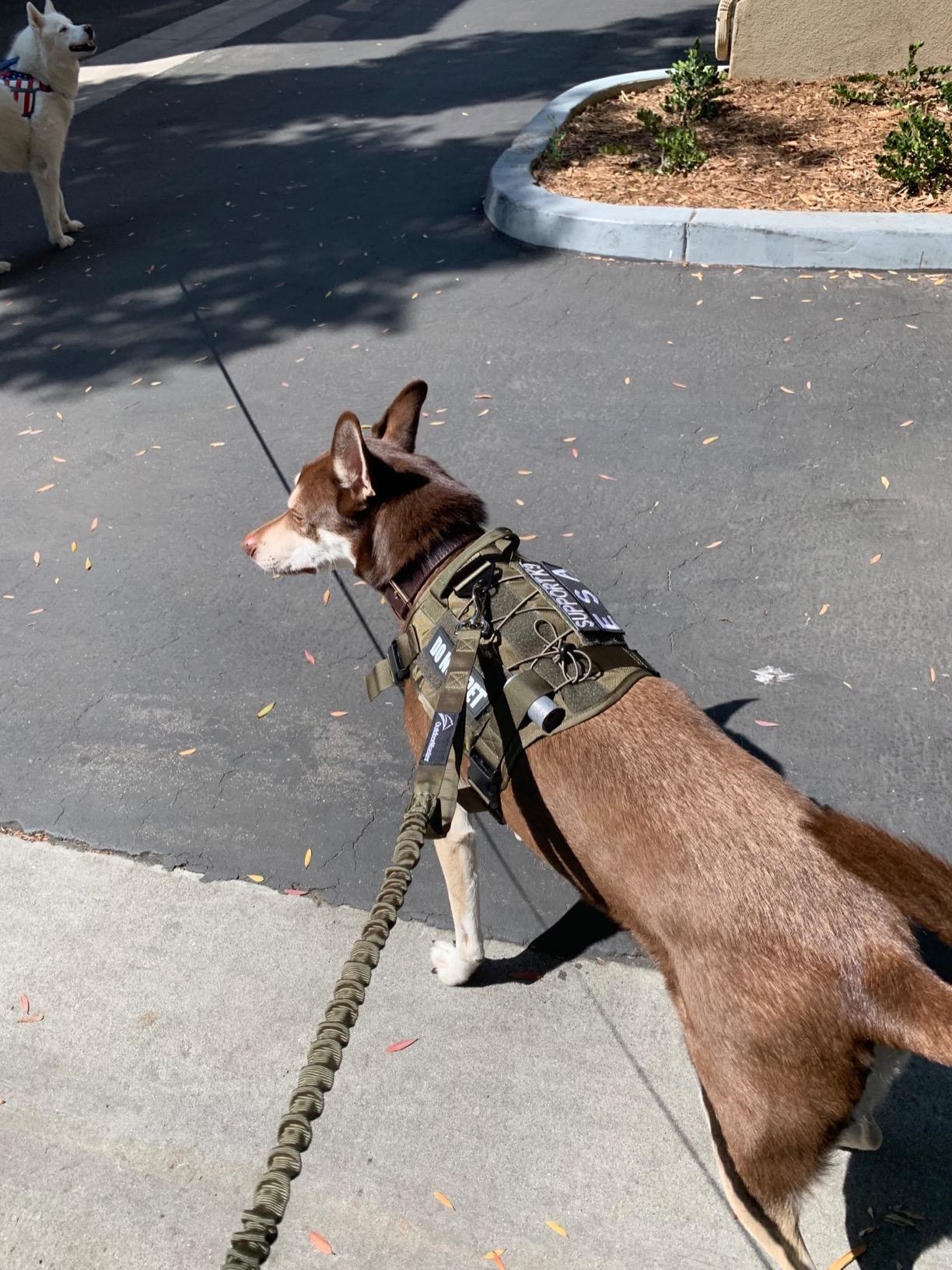 A reviewer&#x27;s dog on the stretchy leash
