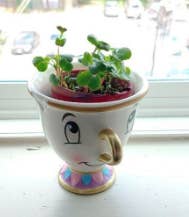Chip mug with a plant inside