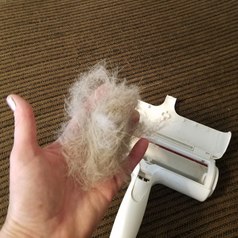 Reviewer holding pet hair collected from the roller