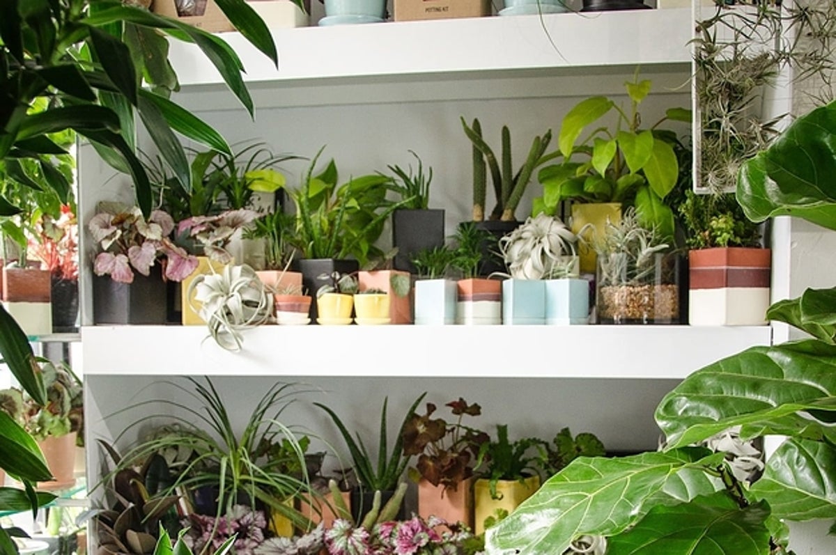 13 Of The Best Places To Buy Houseplants Online