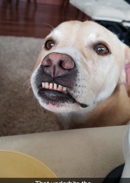 50 Sets Of Dog Teef That Will Instantly Make Your Day Better, I ...