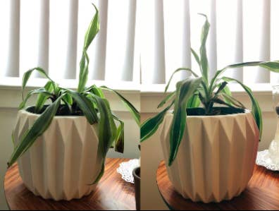 reviewer&#x27;s pic of a house plant looking all droopy then it looking more alive with leaves up after using the plant spikes