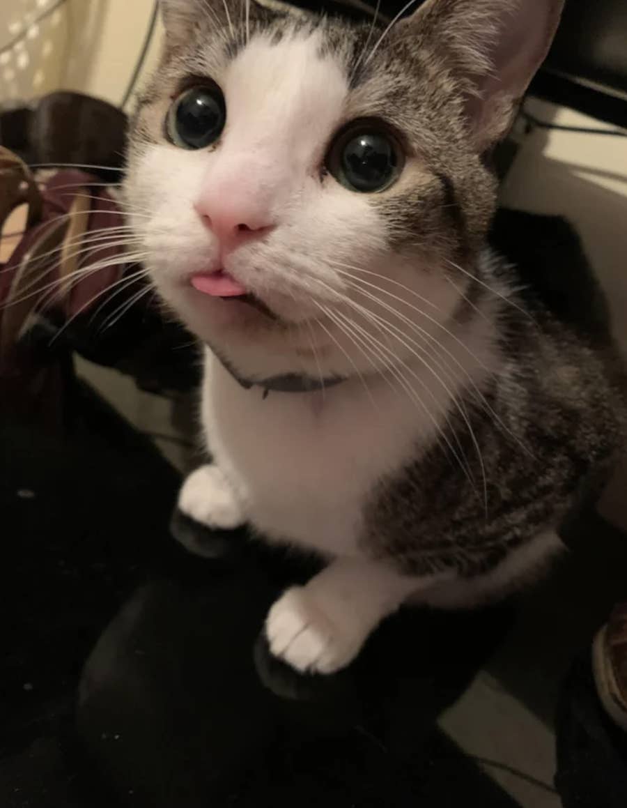 Best cat collar reddit online