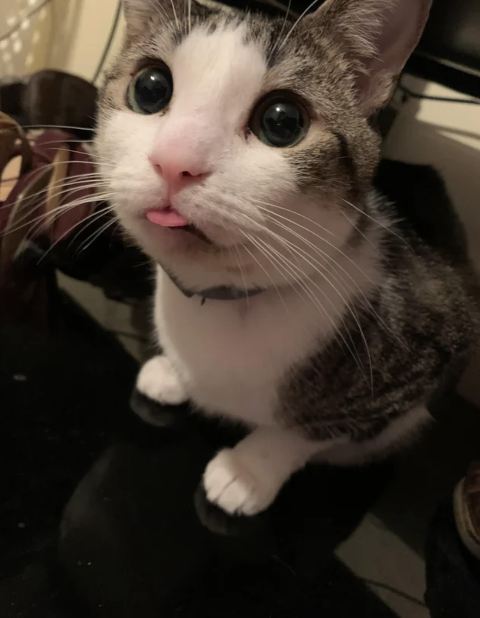 新たなブームの予感 舌を出した ぺろ猫 が愛おしすぎる 新たなブームの予感 舌を出した ぺろ猫 が愛おしすぎる