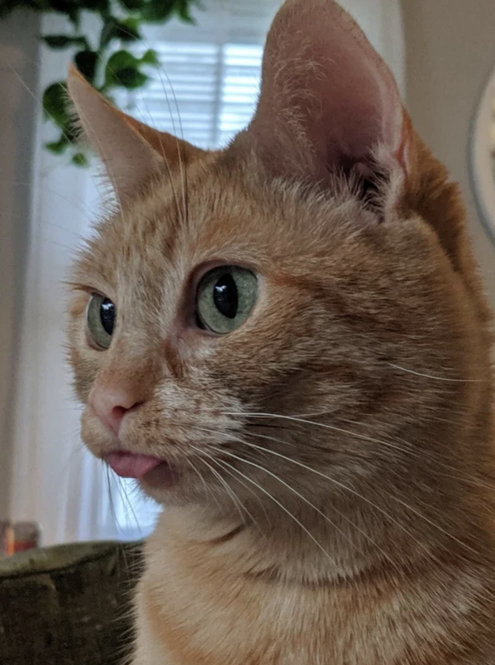 Cat Tongues Are Adorable And Deserve Our Undivided Attention