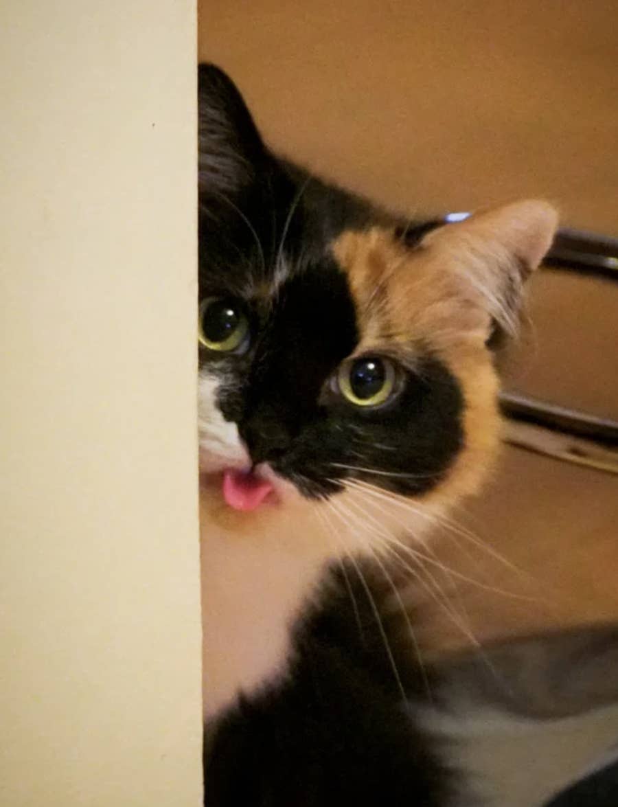 新たなブームの予感…舌を出した「ぺろ猫」が愛おしすぎる