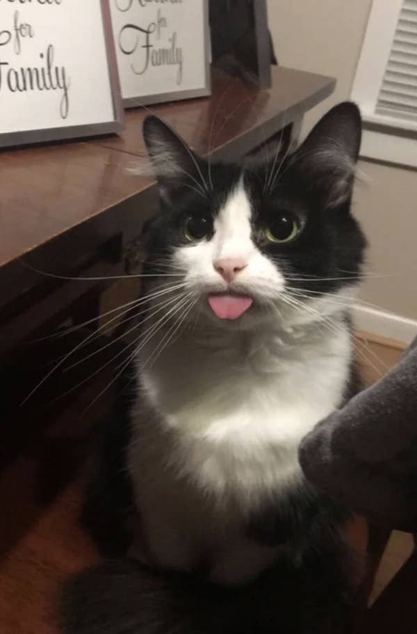 Cat Tongues Are Adorable And Deserve Our Undivided Attention