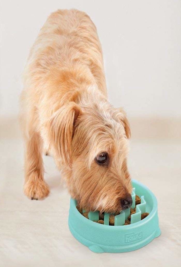 a small teal dog bowl with ridges in it that turn it into a puzzle of sorts with a dog dipping its mouth in it to eat