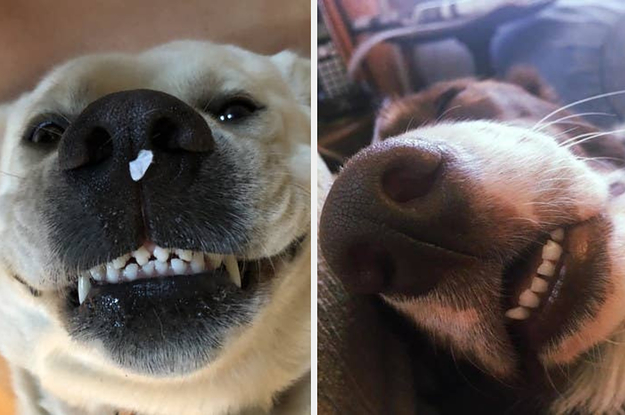 50 Sets Of Dog Teef That Will Instantly Make Your Day Better, I ...