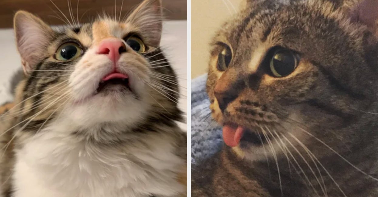 Cat Tongues Are Adorable And Deserve Our Undivided Attention
