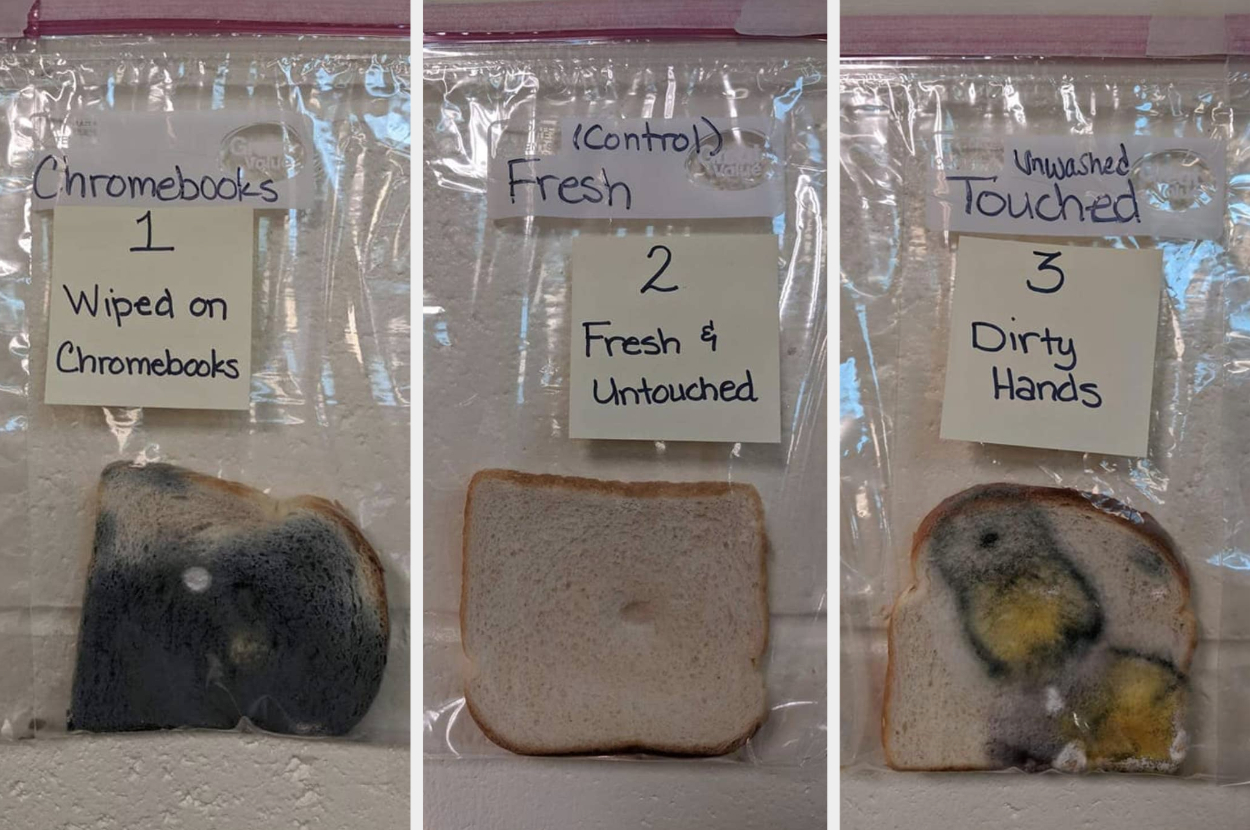 This School S Moldy Bread Experiment Went Viral After It Showed How Many Germs Are On Your Hands