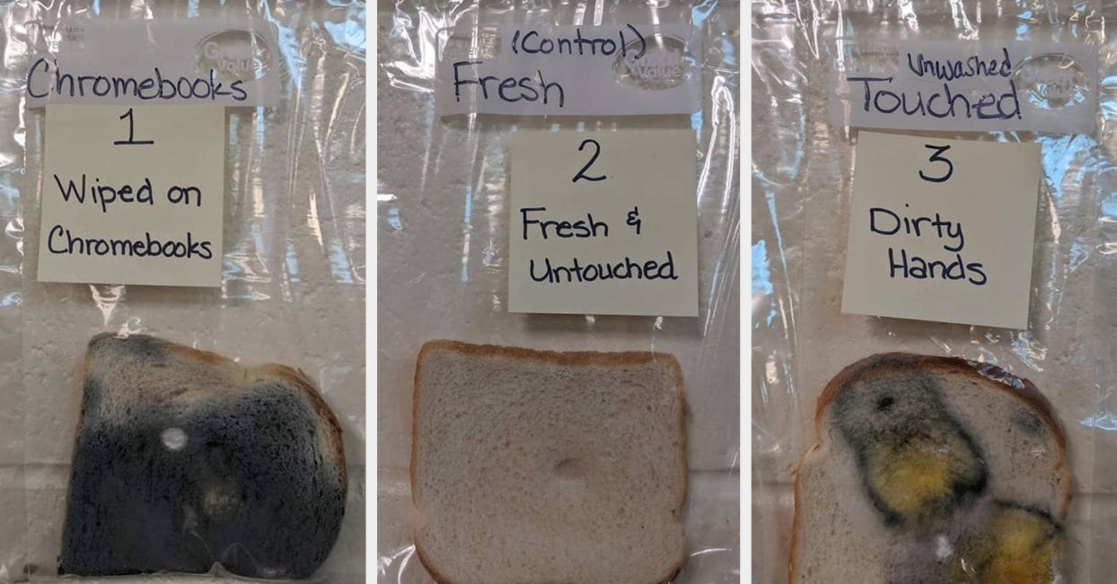 This School's Moldy Bread Experiment Went Viral After It Showed How