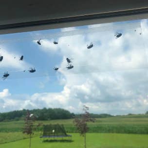 Several flies stuck on strip hidden behind curtain in reviewer photo 