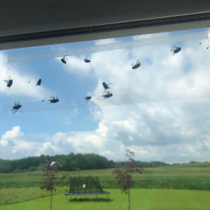 Several flies stuck on strip hidden behind curtain in reviewer photo 