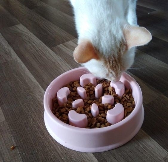 Reviewer's cat eating from the maze-like food bowl