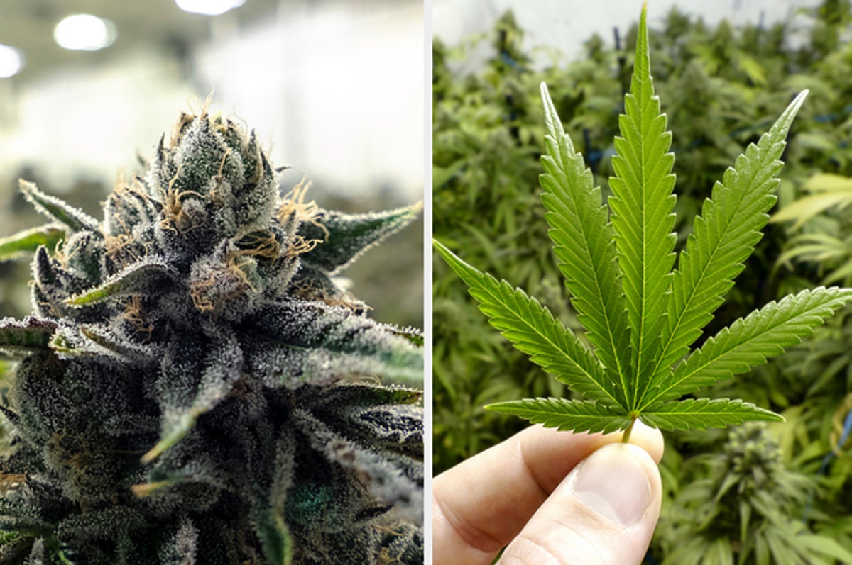 Quiz Is This Weed Or Something Else