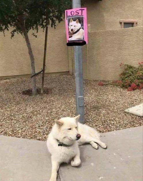 A lost dog sits under a post with his lost dog sign on it