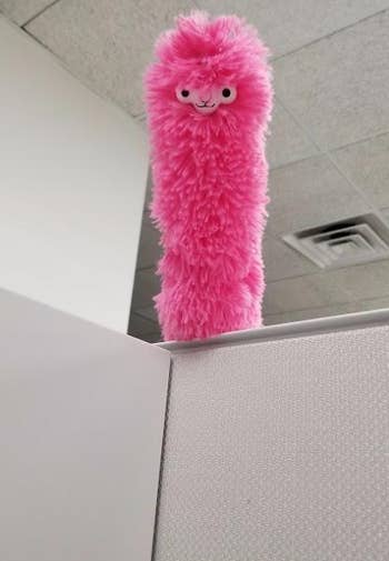 Reviewer's pink llama duster positioned over their cubicle as if peering at them