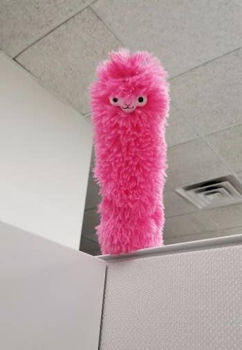 Reviewer's pink llama duster positioned over their cubicle as if peering at them