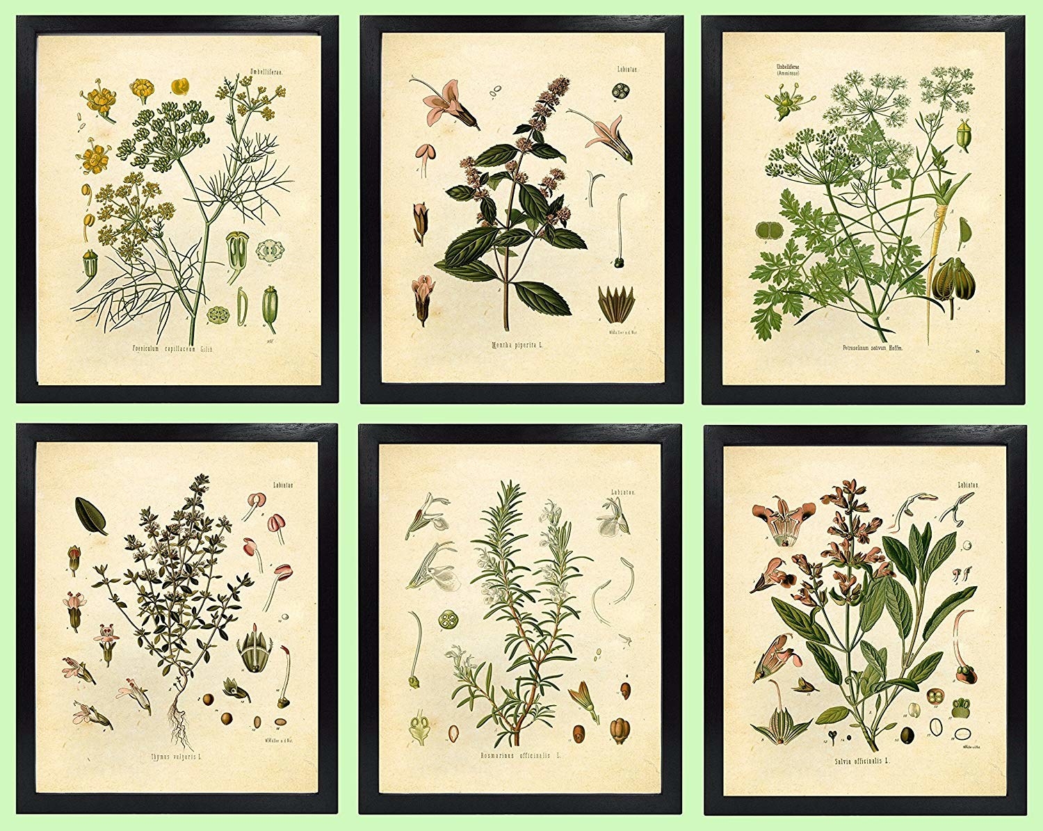 Ботанические рисунки растений в интерьере на мебели