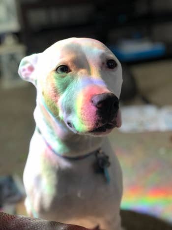 rainbow connected a canine