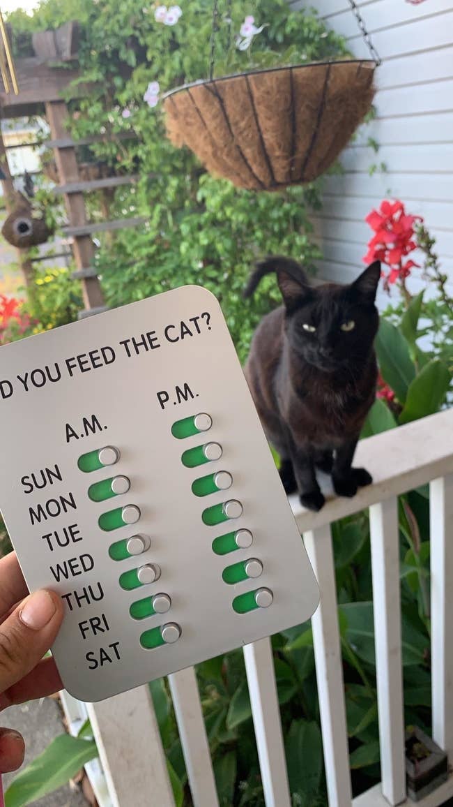 Tracker for cat feeding with toggles for AM and PM, and a black cat sitting on a porch railing