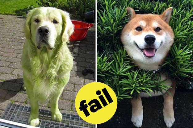 お買い物が大好きな犬 ショッピングカートで見せた表情が凄まじいかわいさ