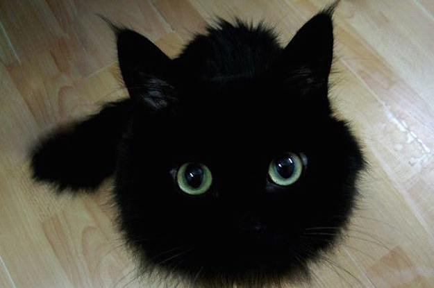 どうしてもどうしてもどうしても黒猫を飼いたい