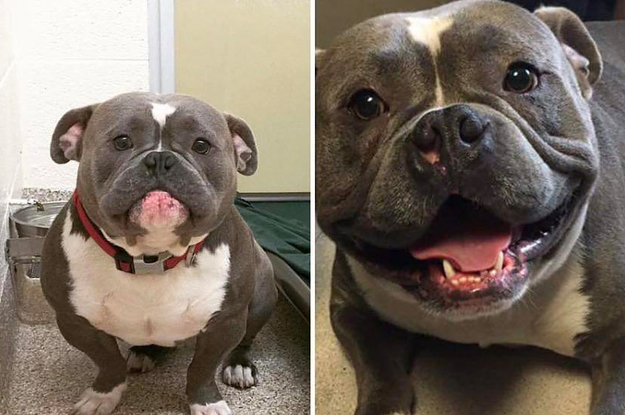 good doggies of the week