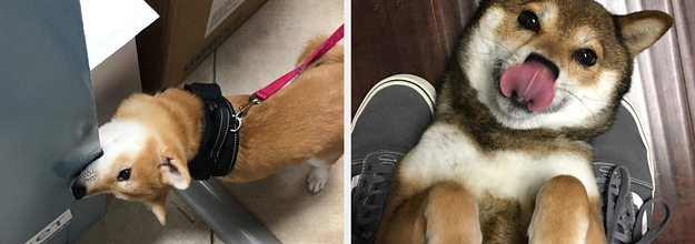 決定しました この世で一番かわいい生き物は 柴犬 です