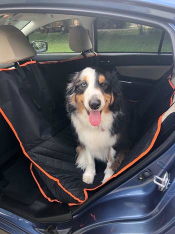 Reviewer photo of their dog in the back row sitting on the seat cover