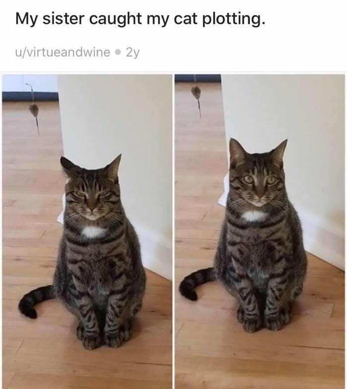 Cats Who Are Either Plotting A Murder Or World Domination