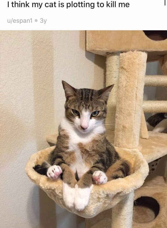 Cats Who Are Either Plotting A Murder Or World Domination