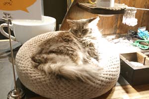 Cat Cafe