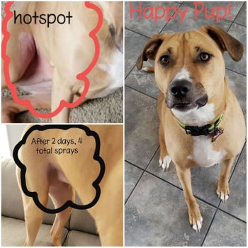 A customer review before and after photo showing the spray got rid of a dog's hot spot